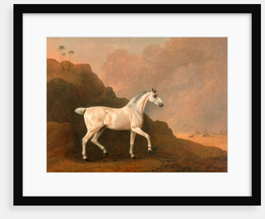 A Grey Arab Stallion in a Desert Landscape by John Boultbee