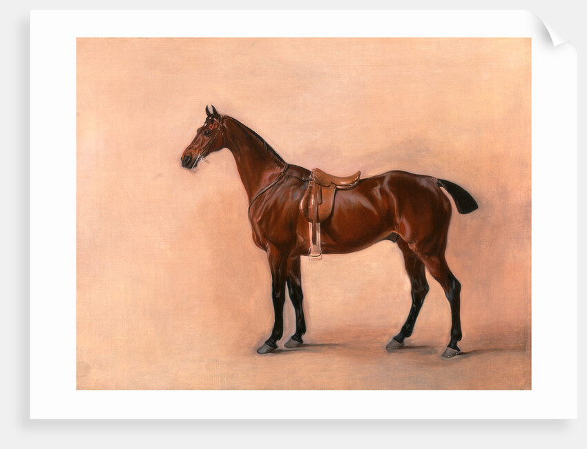 Study of a Saddled Bay Hunter by John Ferneley