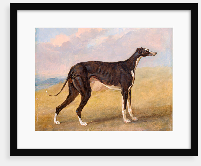 Turk, a greyhound, the property of George Lane Fox by George Garrard