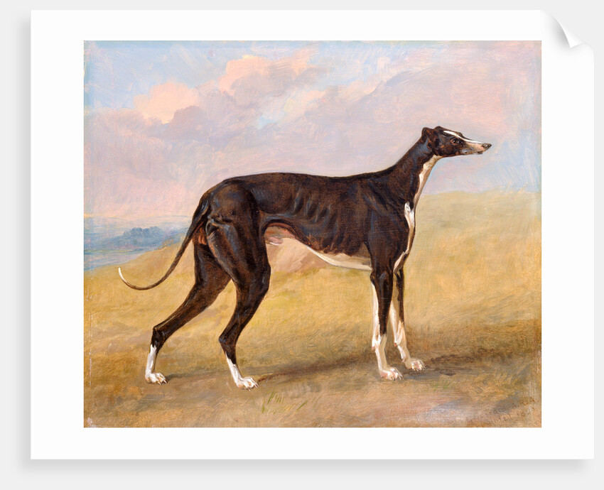 Turk, a greyhound, the property of George Lane Fox by George Garrard