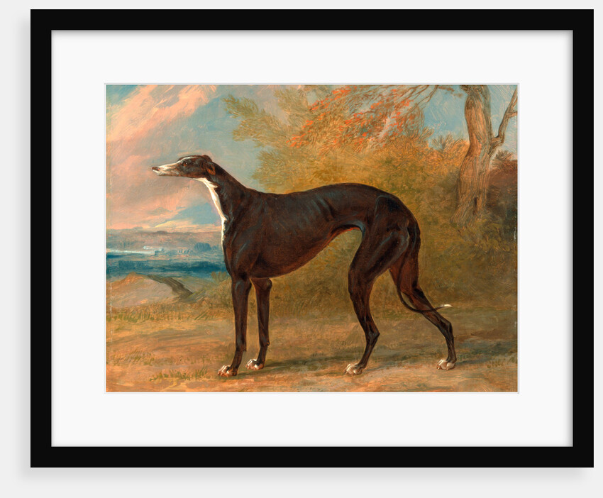One of George Lane Fox's Winning Greyhounds: the Black and White Greyhound Bitch, Juno by George Garrard