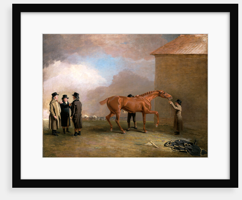 Muly Moloch being rubbed down at Newmarket by Benjamin Marshall