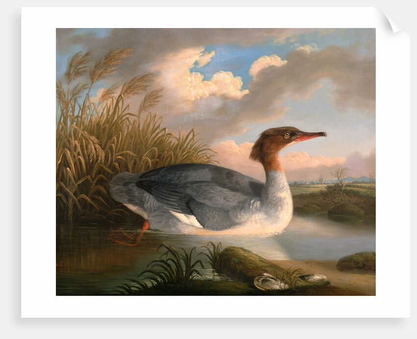 A Dun Diver (Goosander), Robert Wilkinson Padley, ca. 1775-1835 by Wilkinson Padley
