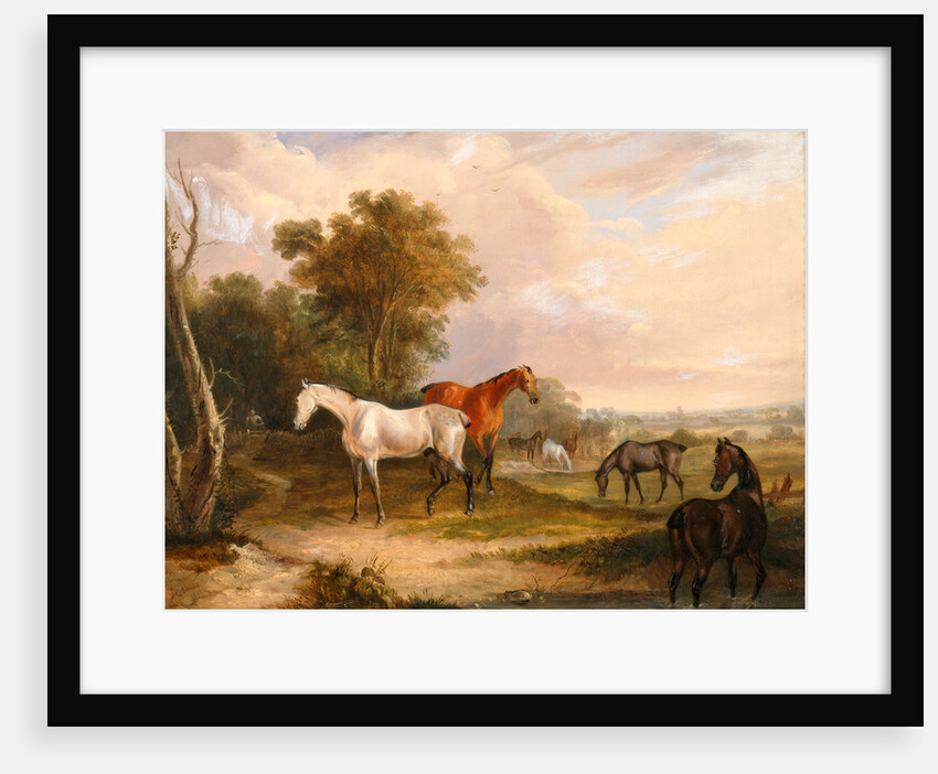 Horses Grazing: a Grey Stallion Grazing with Mares in a Meadow by Calcraft Turner