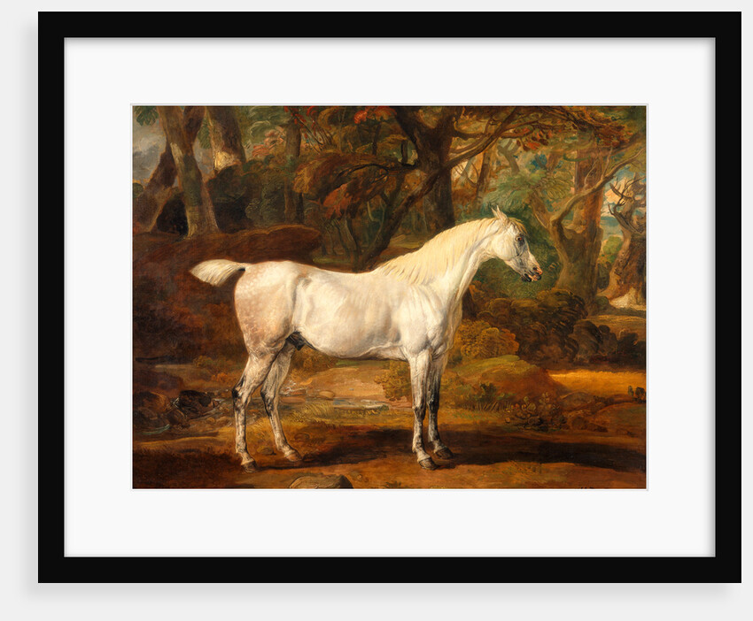 Grey Arabian stallion, the property of Sir Watkin Williams-Wynn by James Ward