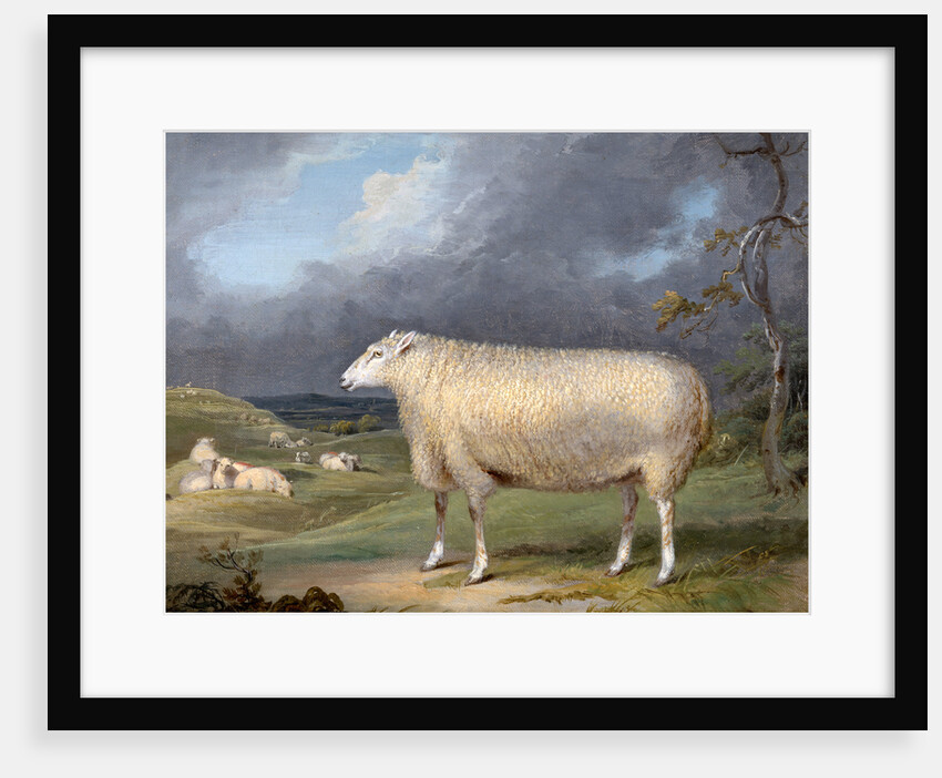 A Border Leicester Ewe by James Ward