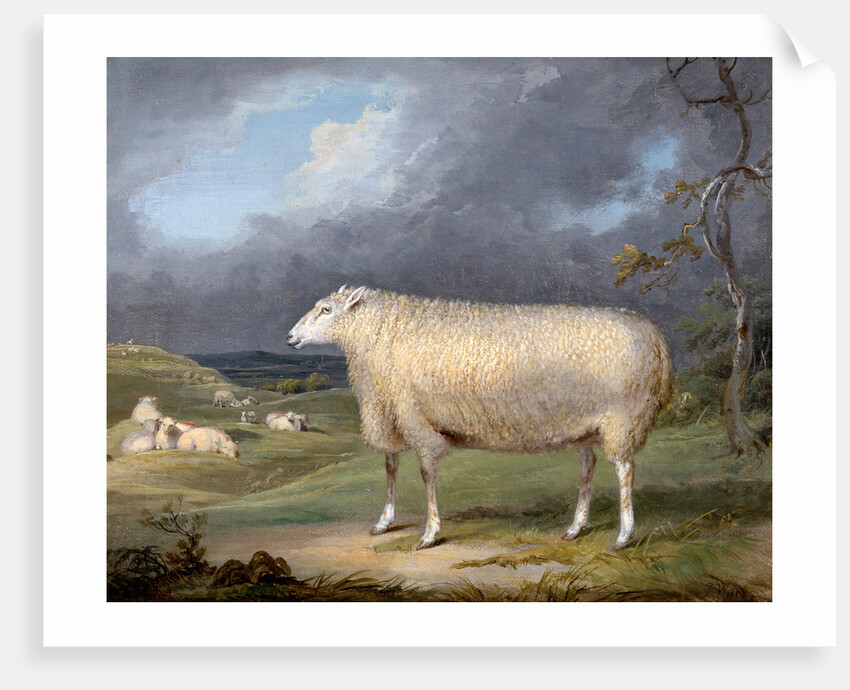 A Border Leicester Ewe by James Ward