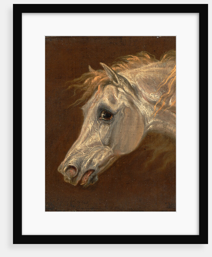 Head of a Grey Arabian Horse by Martin Theodore Ward