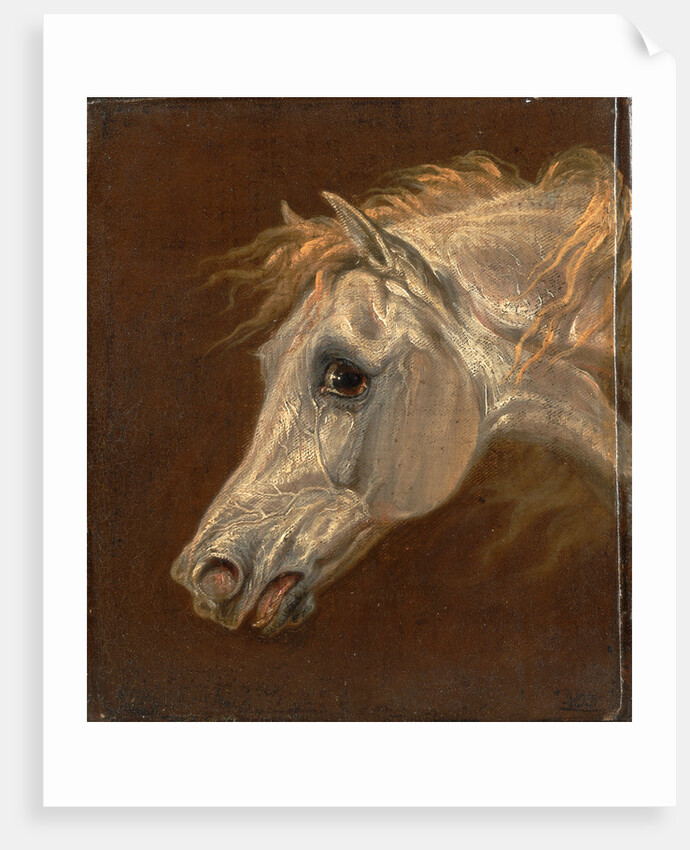 Head of a Grey Arabian Horse by Martin Theodore Ward