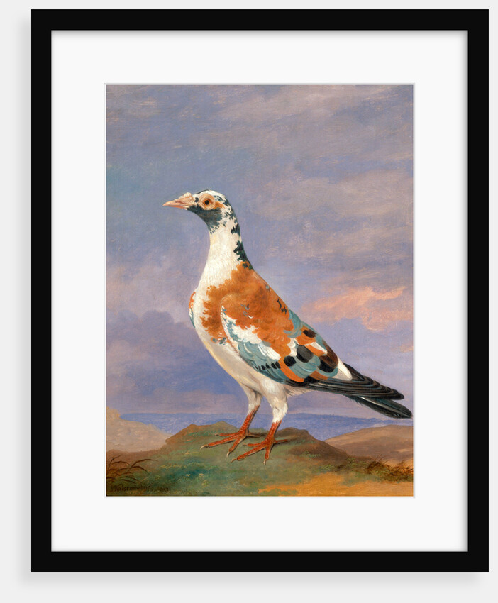 Studies of carrier pigeon by Dean Wolstenholme