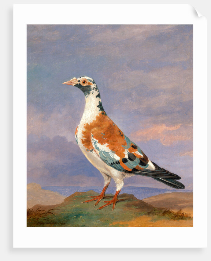 Studies of carrier pigeon by Dean Wolstenholme