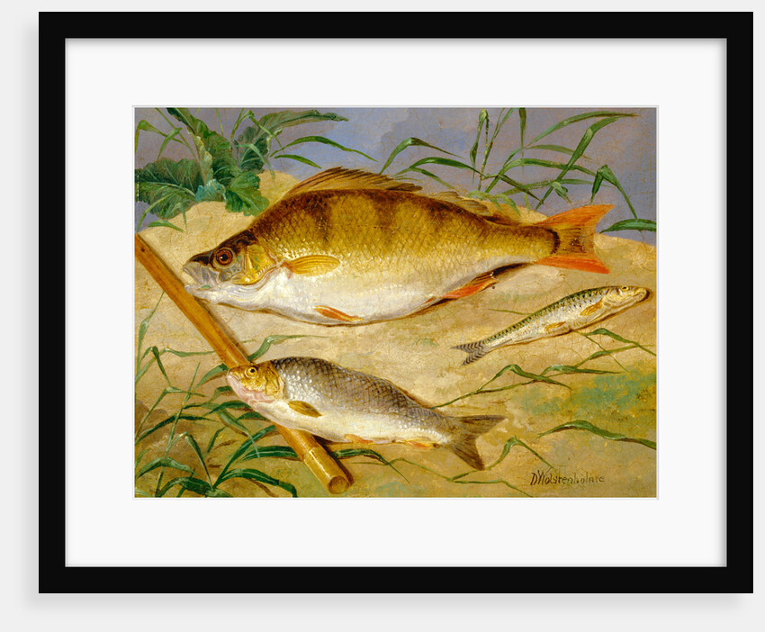 An Angler's Catch of Coarse Fish The Angler's Trophies by Dean Wolstenholme