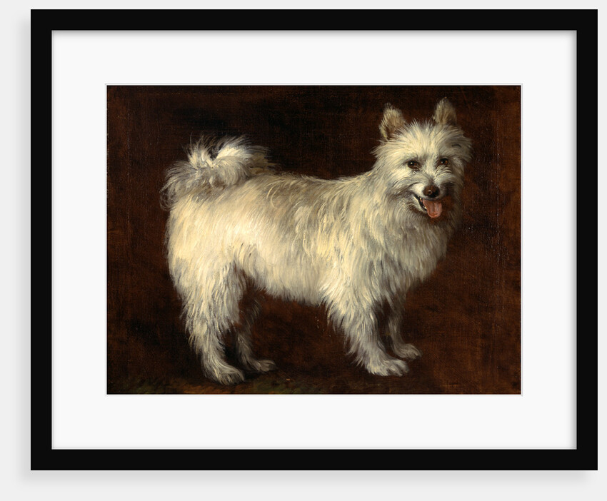 Spitz Dog A Dog by Thomas Gainsborough