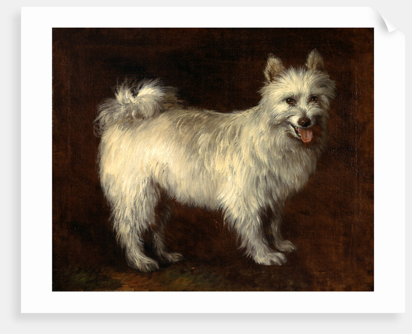 Spitz Dog A Dog by Thomas Gainsborough