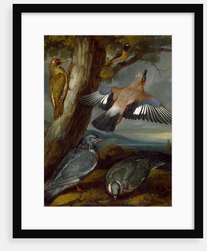 Jay, Green Woodpecker, Pigeons, and Redstart by Francis Barlow