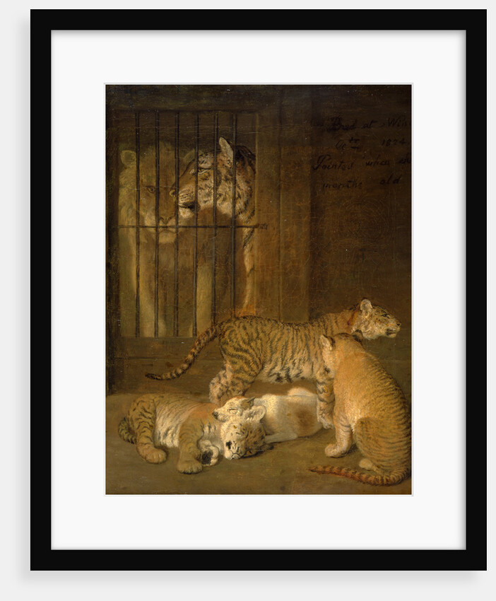 Group of Whelps Bred between a Lion and a Tigress by Jacques-Laurent Agasse