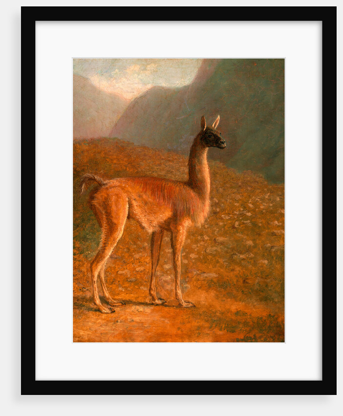 Guanaco 'A Male Vicuna' by Jacques-Laurent Agasse