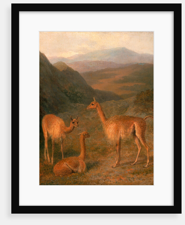 Three Vicunas by Jacques-Laurent Agasse