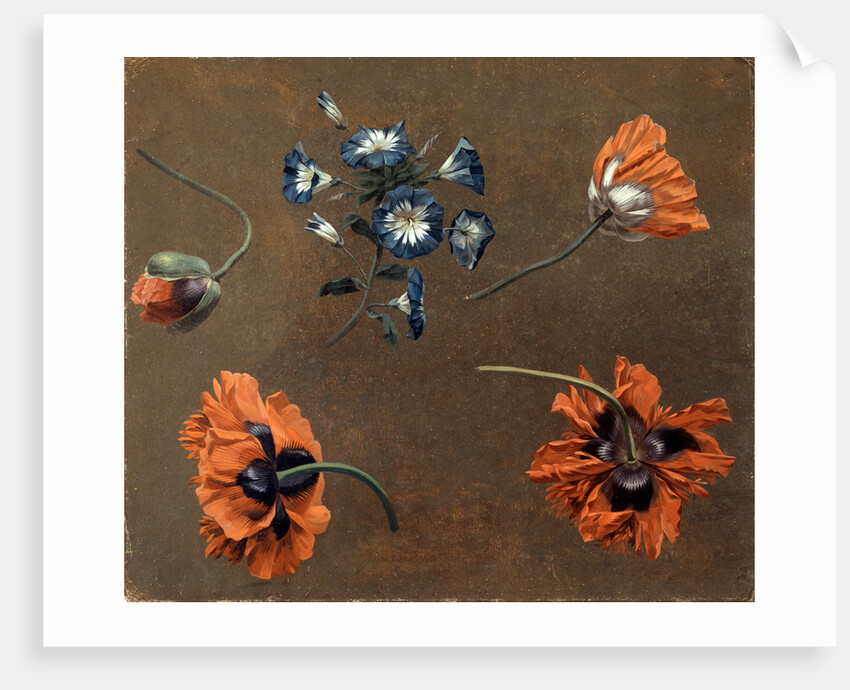 Poppies and Tradascanthus by Anonymous