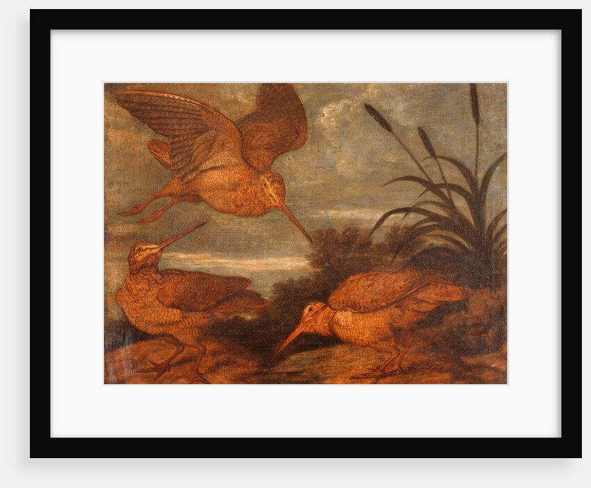 Woodcock at Dusk by Francis Barlow