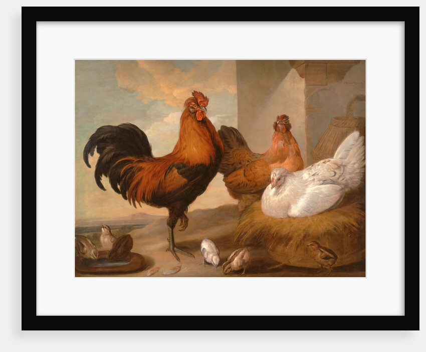 Domestic Cock, Hens, and Chicks by Francis Barlow