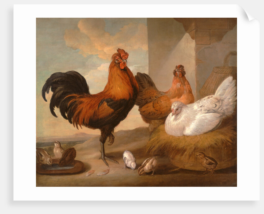 Domestic Cock, Hens, and Chicks by Francis Barlow