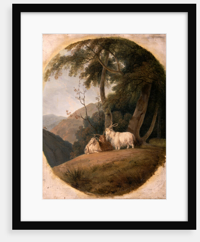 Kashmir Goats by William Daniell