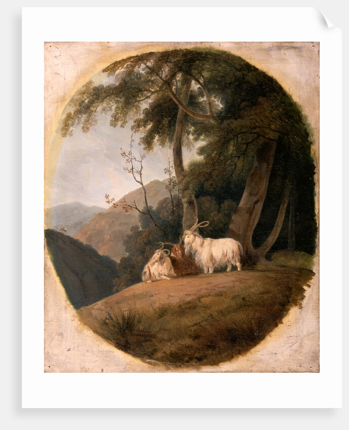 Kashmir Goats by William Daniell