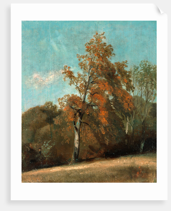 Study of an Ash Tree by John Constable