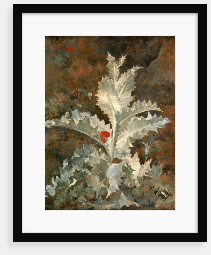 A Thistle by John Crome