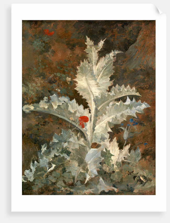 A Thistle by John Crome