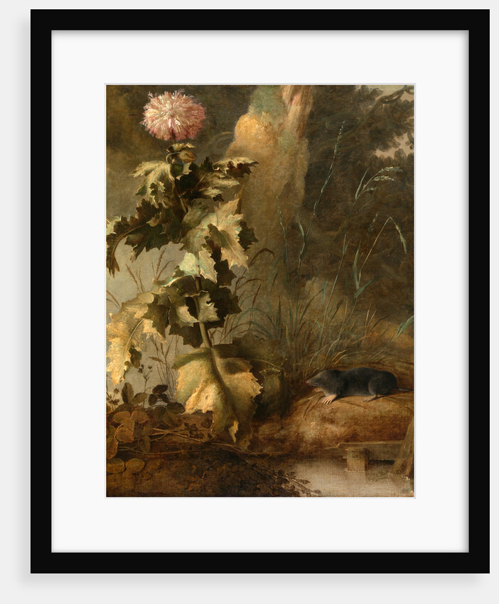 An Egyptian Poppy and a Water Mole A Thistle and Water Vole by John Crome