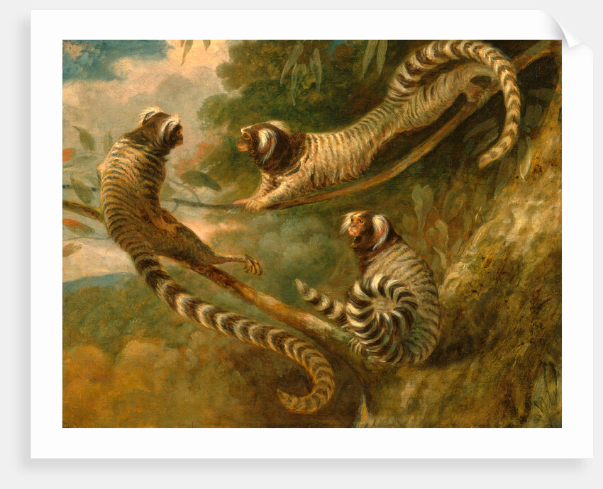 A Marmoset in Three Attitudes by George Garrard