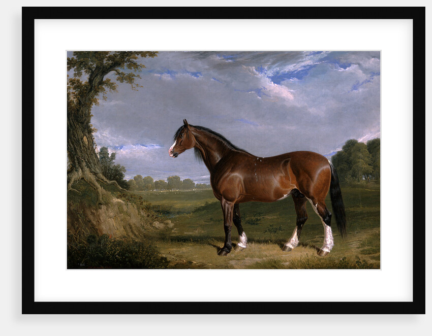 A Clydesdale Stallion by John Frederick Herring