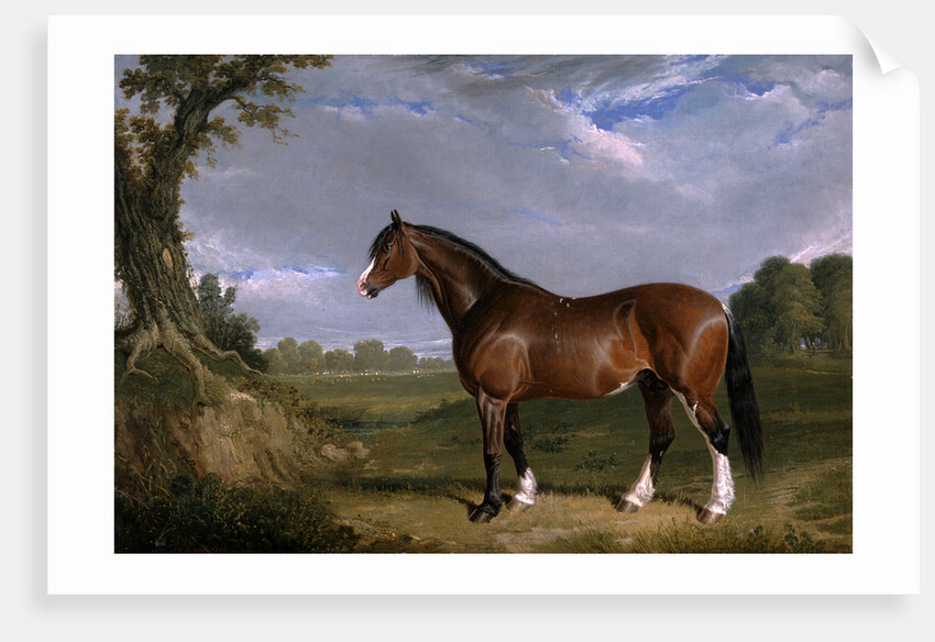 A Clydesdale Stallion by John Frederick Herring
