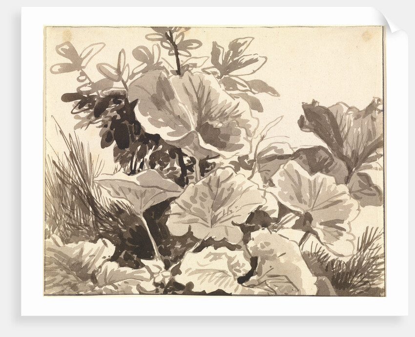 Study of Coltsfoot Leaves by Franz Innocenz Kobell
