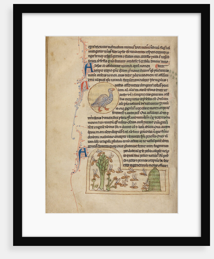 A Duck, Bees by Anonymous