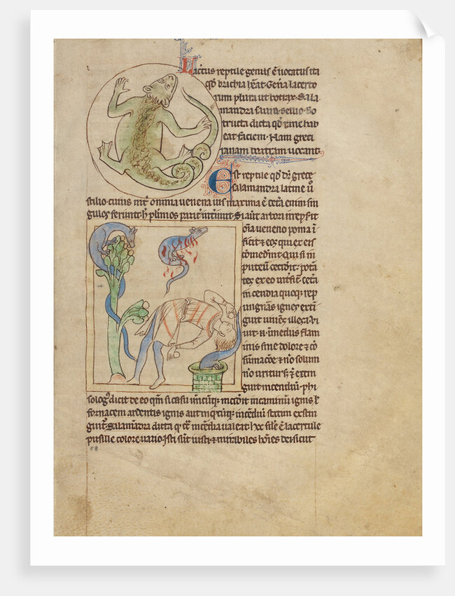 A Lizard, Salamanders by Anonymous