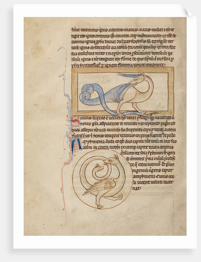 A Scitalis, An Amphisbaena by Anonymous