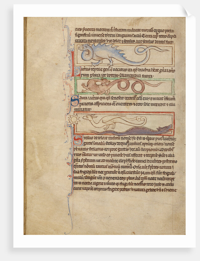 A Seps, A Lizard, A Saura, A Newt by Anonymous