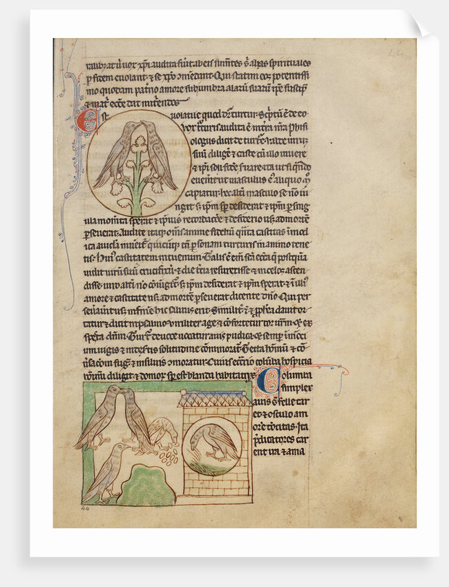 Turtledoves, Doves by Anonymous