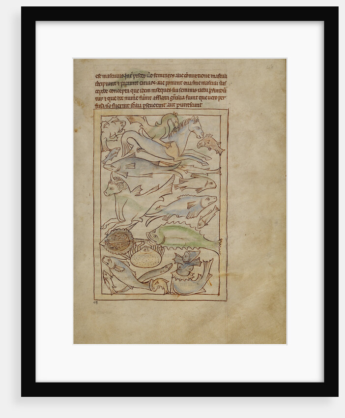 Fish and Sea Monsters by Anonymous