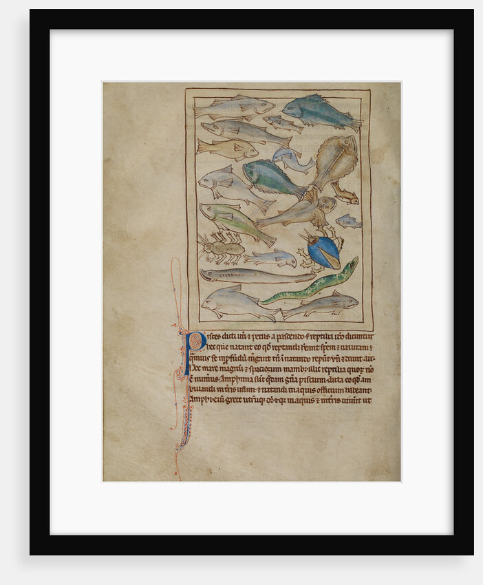 Fish and Sea Monsters by Anonymous
