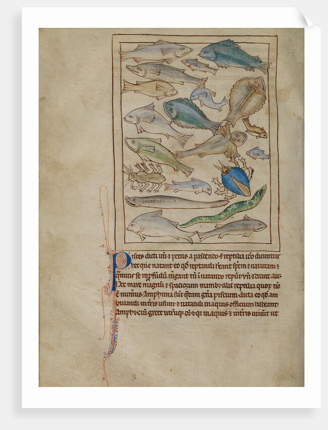 Fish and Sea Monsters by Anonymous