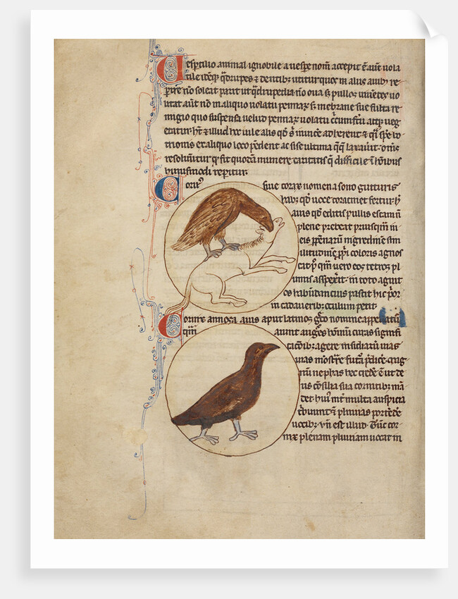 A Raven, A Crow by Anonymous