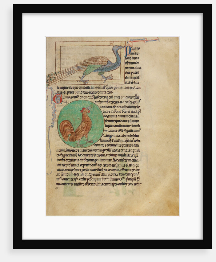 A Peacock, A Rooster by Anonymous