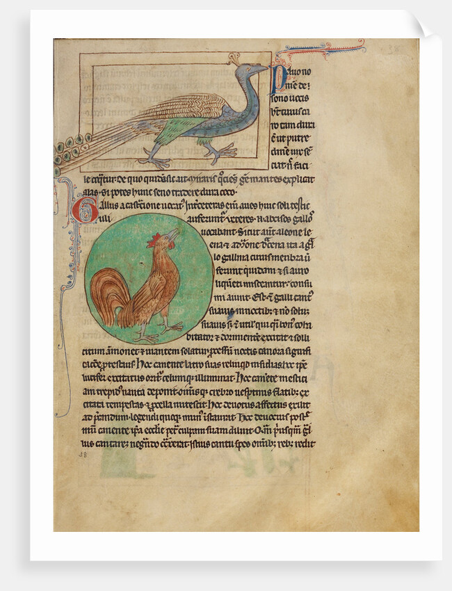 A Peacock, A Rooster by Anonymous