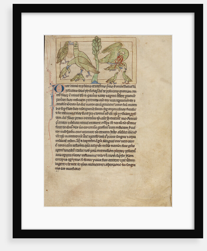 Pelicans by Anonymous