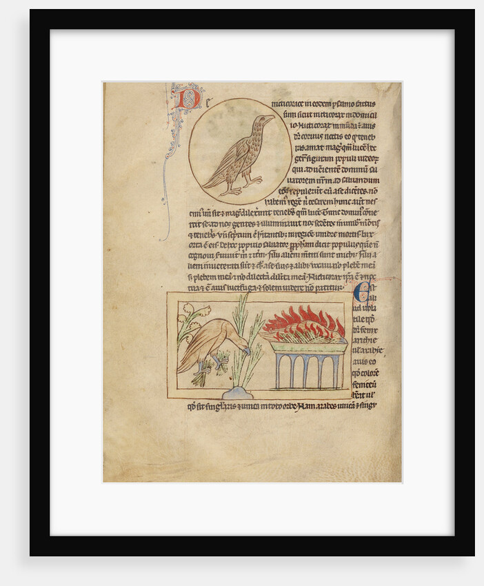 An Owl, Phoenixes by Anonymous