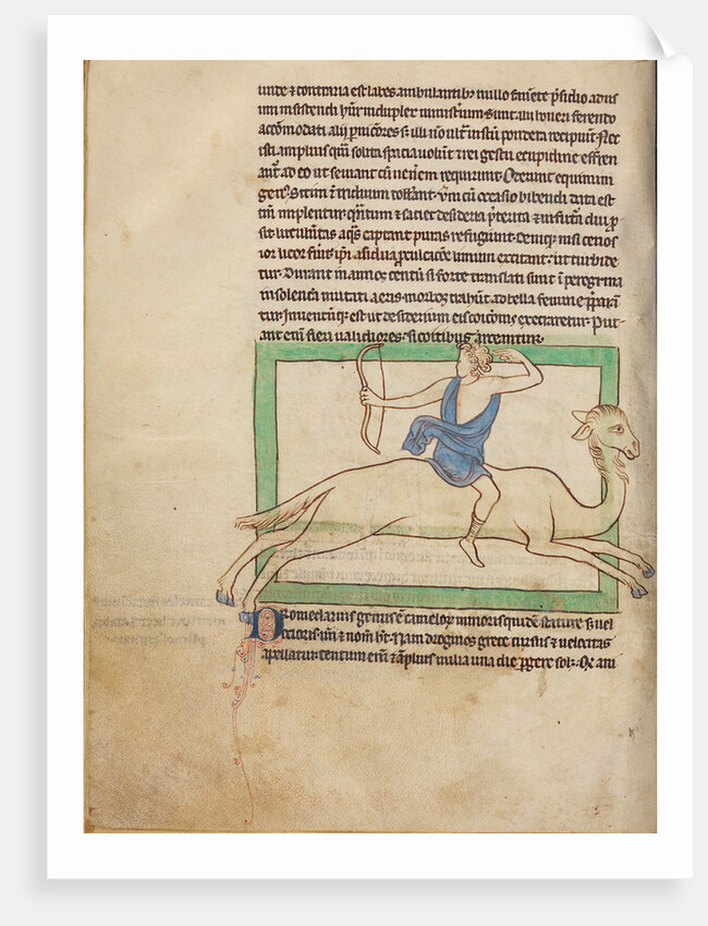 A Dromedary by Anonymous